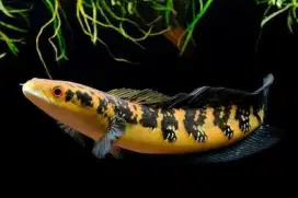 Ikan Chana Asiatica