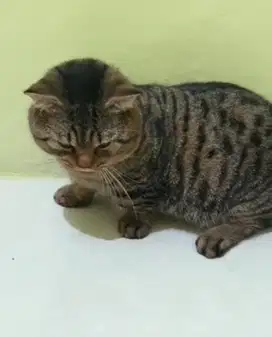 Munchkin BSH Jantan dewasa