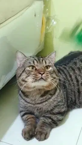 Munchkin BSH Jantan dewasa