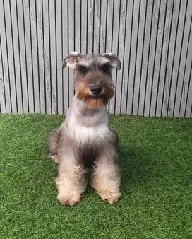 Miniature schnauzer salt pepper