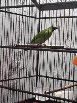 Saingan Si murai pemakan buah /Tuker tambah