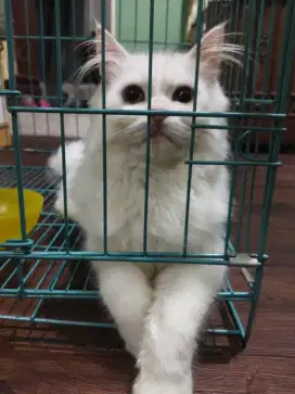 Lepas adop kucing persia jantan