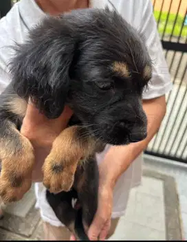 Anak anjing lucu betina