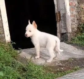 Anjing mix husky