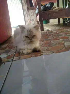 Kucing Persia Himalaya flatnose