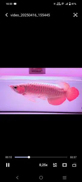 arwana super red
