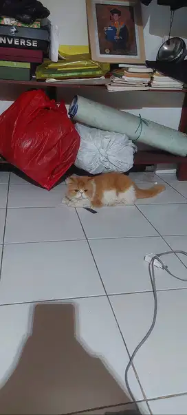 Kucing Persia Peaknose