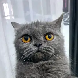 BSH female proven