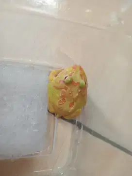 Kodok pacman albino ( free pet home )