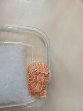 Kodok pacman strawberry ( free pet home )