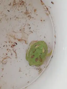 Kodok pacman green ( free pet home )