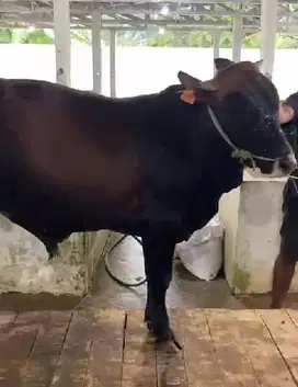 4 ekor sapi jantan 350kiloan 2 tahunan timbang real hidup jamin manteb
