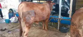 Sapi Simmental Super Si Jarot