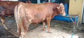 Sapi Qurban Limousin Si Gombloh