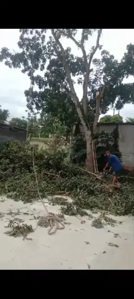 Tebang Pohon, Angkut dan buat puing, sampah, kayu dll