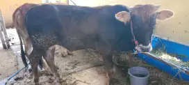 Sapi Qurban Pegon Si Irit