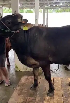 4 ekor sapi jantan 350kiloan timbang real buat panitia kurban DKM puas
