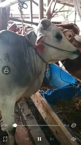 Sapi Qurban Si Tengil