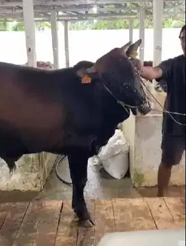 4 ekor sapi jantan 350kiloan cocok panitia kurban mesjid DKM musholla