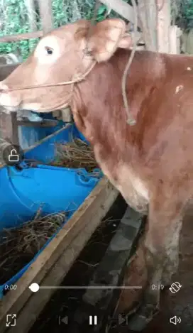 Sapi Qurban Limousin Si Dugul