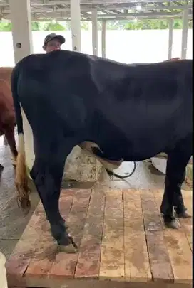 4 ekor sapi jantan 350 kiloan cocok untuk panitia kurban DKM mesjid ok