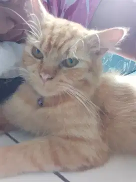 Kucing Persia Jantan Tampan 1 Tahun 1 Bulan