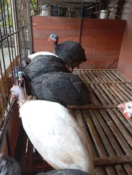 Ayam hias mutiara