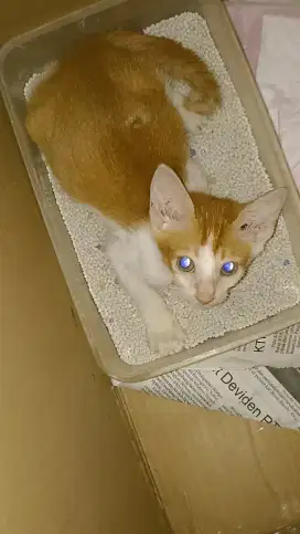 Anakan kucing jinak