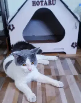 Kucing BSH jantan