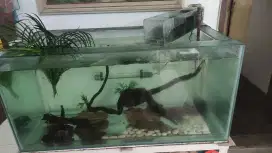 Aquarium ikan hias