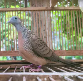 Perkutut lokal piyik berbakat