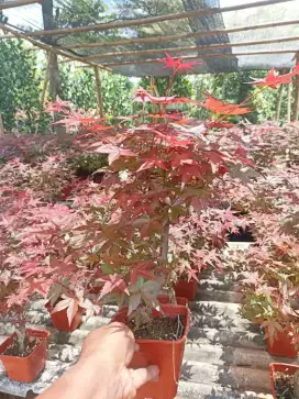 Pohon maple japanese