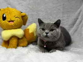 Kucing British Shorthair BSH Betina WCF