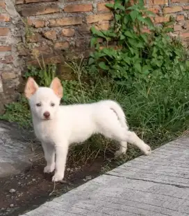 Siberian Husky mix Samoyed Betina