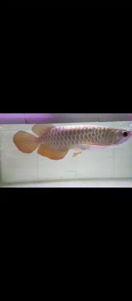 Jual arowan golden red 30cm