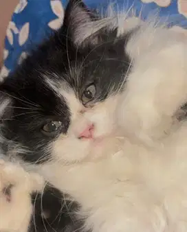 KITTEN PERSIA MEDIUM JANTAN