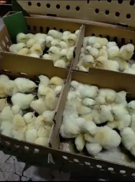 DOC ANAK AYAM BROILER 27 HARI MASA PANEN