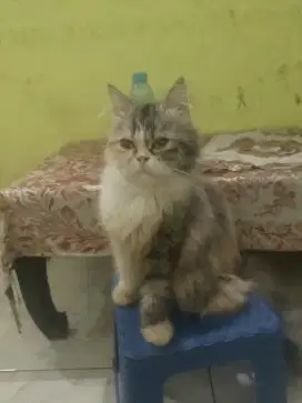 Kucing persia pesek