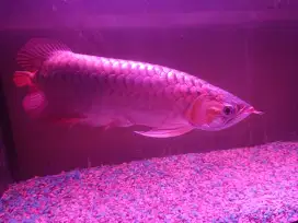 Arwana super red