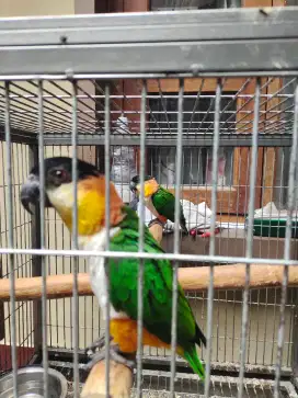 Black Head Caique