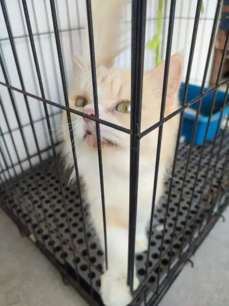 Kucing persis betina