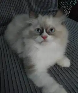 Kitten ragdol 2 bln