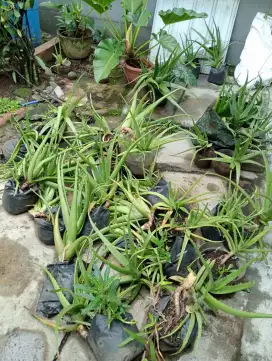 Hibah bibit lidah buaya