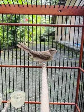Nightingale jantan mapan bisa tt