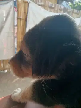 Puppy cari owner penyayang