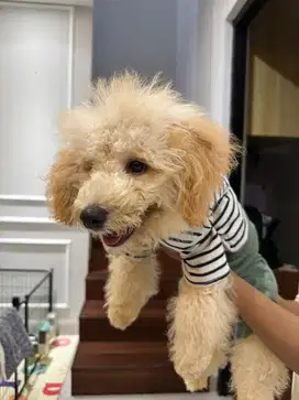 poodle 5bln terawat lengkap
