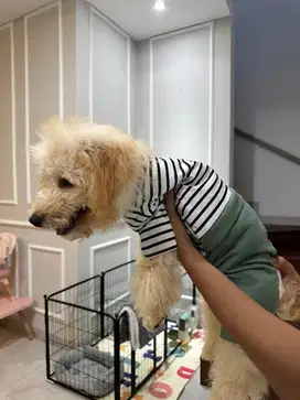 poodle 5bln terawat lengkap