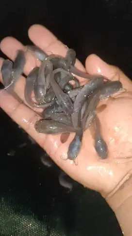 Bibit Ikan Lele