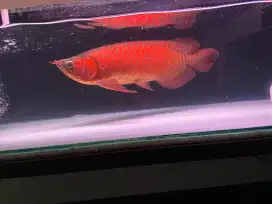 Arwana super red blood Arowana sr merah chili