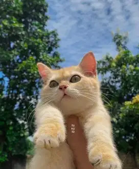 BSH X Scottish golden PED WCF